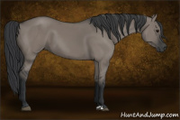 Horse Color:Grullo