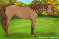 Horse Color:Gray Red Dun 