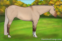 Horse Color:Silver Bay Dun