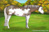Horse Color:Silver Black Splash Frame Rabicano