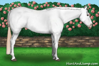 Horse Color:Chestnut Appaloosa