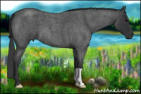 Horse Color:Blue Roan 