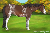 Horse Color:White Spotted Bay 