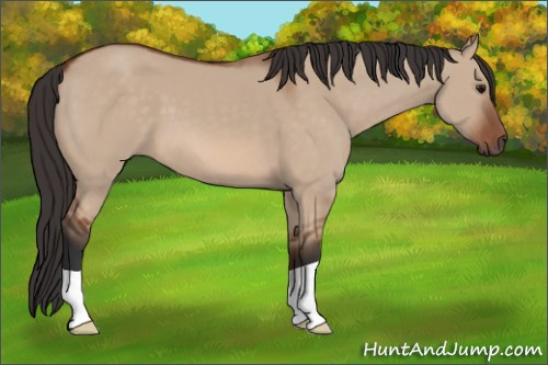 Horse Color: Bay Dun 