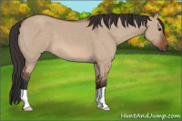 Horse Color:Bay Dun 