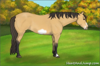 Horse Color:Buckskin Frame