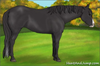 Horse Color:Smoky Black Splash 