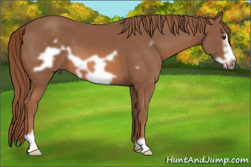 Horse Color: Liver Chestnut Frame 