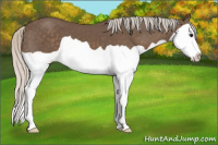 Horse Color:Silver Black Splash