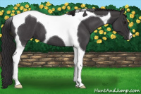 Horse Color:Smoky Blue Roan Tobiano