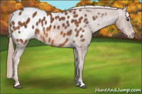 Horse Color:Chestnut Appaloosa 