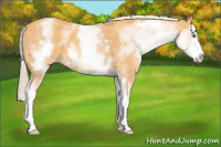 Horse Color:White Spotted Gold Cream Champagne Splash 