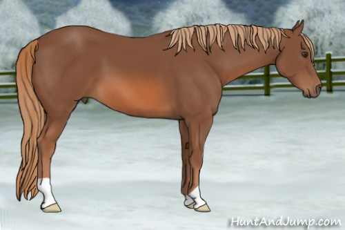 Horse Color: Liver Chestnut 