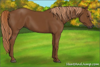Horse Color:Gray Chestnut 