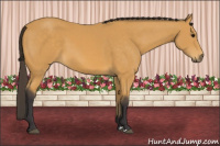 Horse Color:Buckskin 