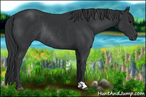 Horse Color: Black Rabicano 