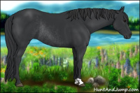 Horse Color:Black Rabicano