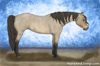 Horse Color:Buckskin Roan 