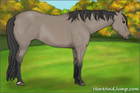Horse Color:Brown Dun Rabicano 
