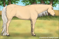 Horse Color:Palomino Rabicano