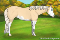 Horse Color:Palomino Splash 