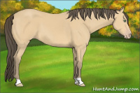 Horse Color:Amber Cream Champagne 