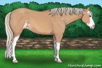 Horse Color:Silver Bay Dun Sabino Splash 