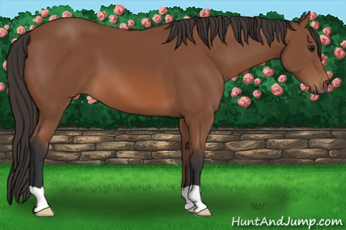 Horse Color: Bay 