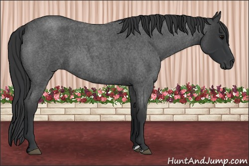 Horse Color: Blue Roan 