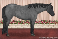 Horse Color:Blue Roan 