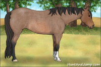 Horse Color:Bay Roan 