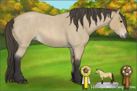 Horse Color:Buckskin Roan