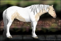 Horse Color:Bay Ice Dun Tobiano 