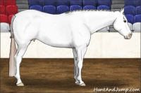 Horse Color:Liver Chestnut Appaloosa 