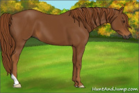 Horse Color:Gray Chestnut 