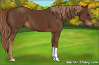 Horse Color:Gray Chestnut 