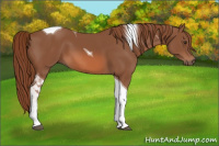 Horse Color:Liver Chestnut Tobiano