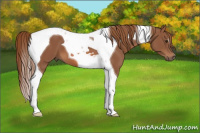 Horse Color:Chestnut Tobiano