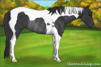 Horse Color:Brown Tobiano Rabicano