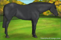 Horse Color:Black Rabicano 