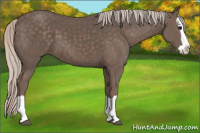 Horse Color:Silver Black Splash 