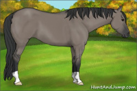 Horse Color:Brown Dun