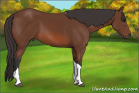 Horse Color:Bay Tobiano 