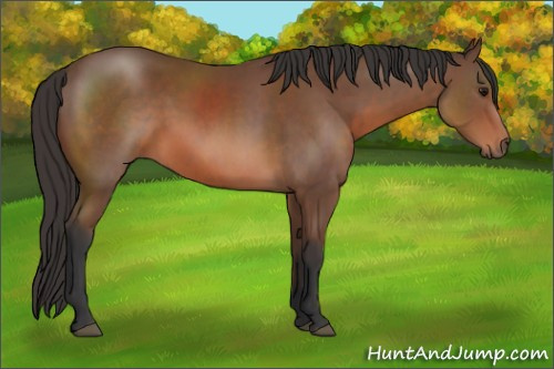 Horse Color: Bay Sabino 