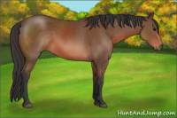 Horse Color:Bay Sabino