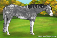 Horse Color:Black Ice Splash 