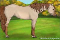 Horse Color:Red Dun
