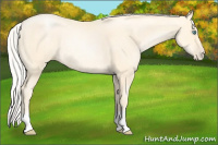 Horse Color:Silver Buckskin Pearl Rabicano 