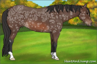 Horse Color:Bay Ice Roan 