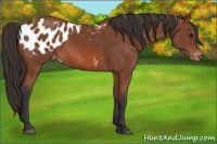 Horse Color:Bay Appaloosa 